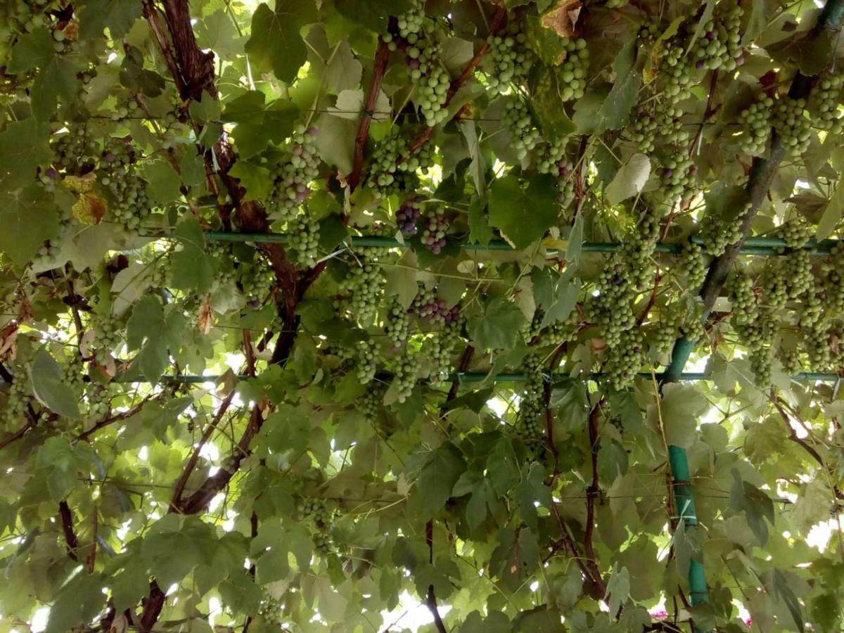 Apartma Teuta